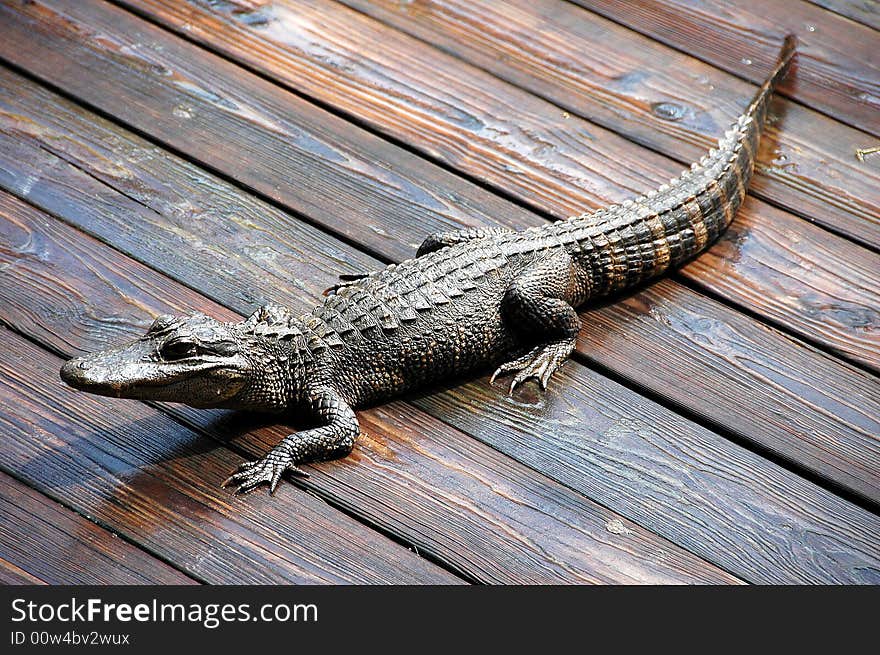 Photographed alligator on deck in florida.