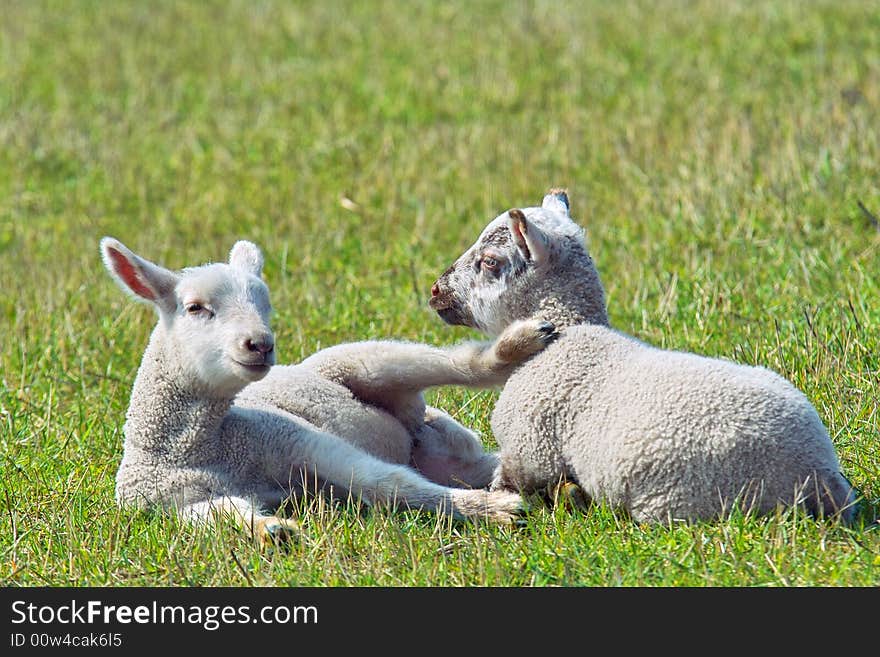 Two young lams lying in the spring sun. Two young lams lying in the spring sun.