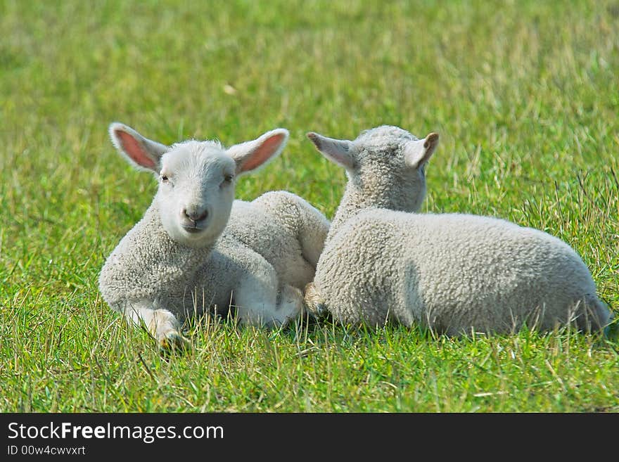 Two young lams lying in the spring sun. Two young lams lying in the spring sun.