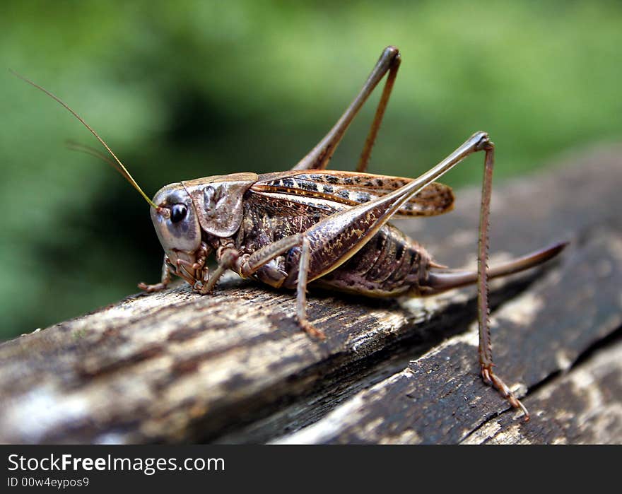 Grasshopper firm up an old wood. Grasshopper firm up an old wood