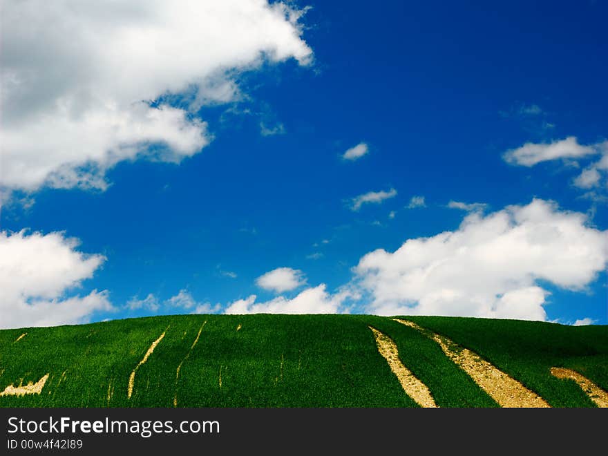 Green wheat field and blue sky. Green wheat field and blue sky