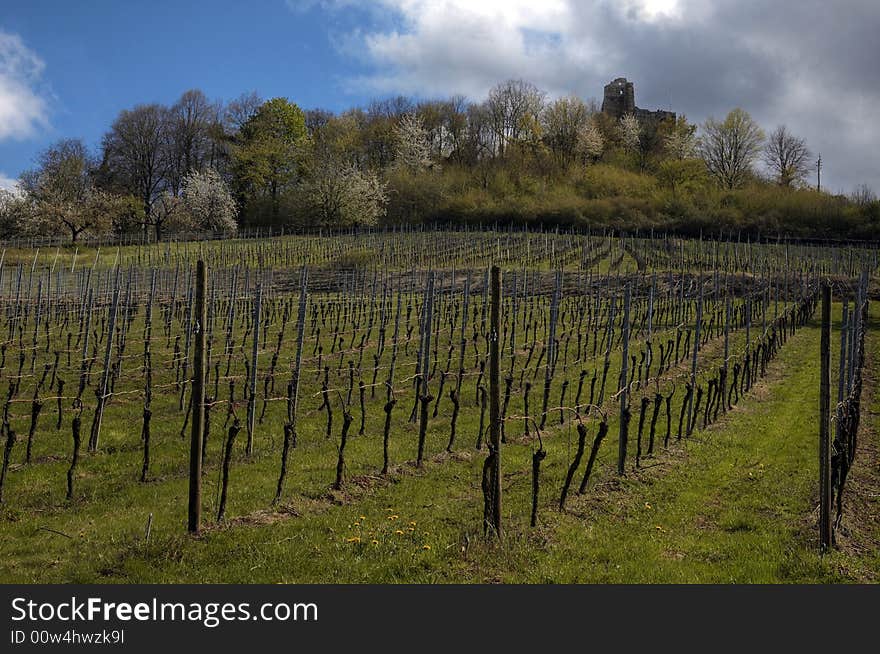 Vineyard in mountains near ruins of old fortress