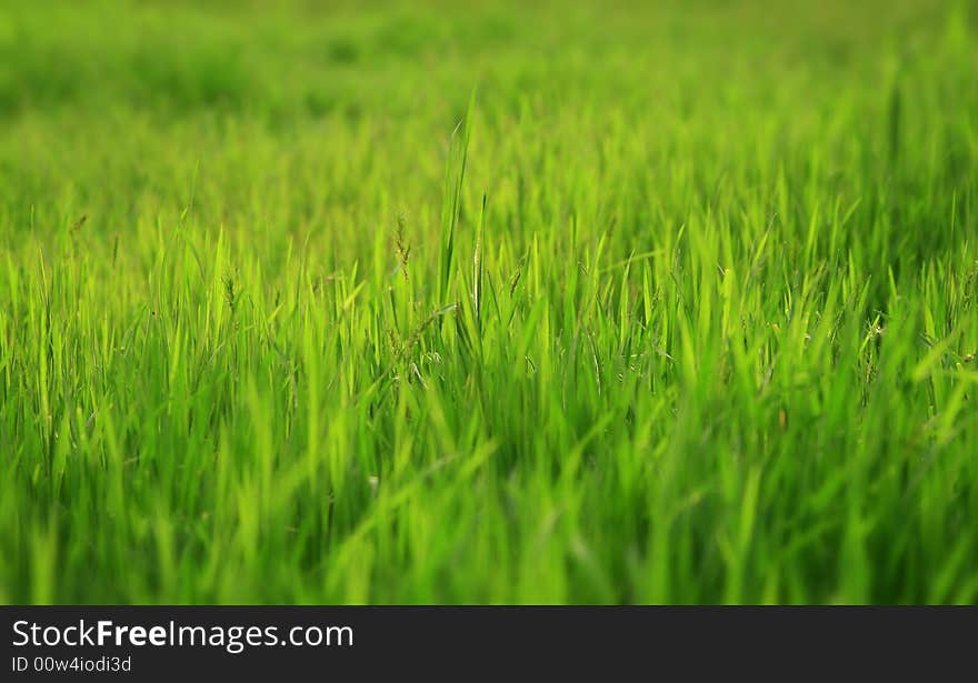 Photo of a green glade with a young grass