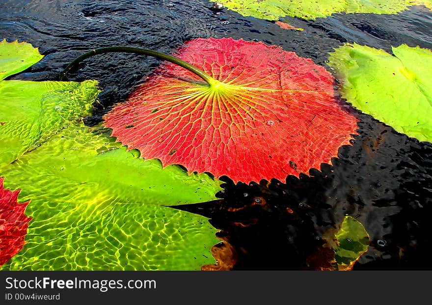 Giant green waterlilies from Mexico showing its red underpart. Giant green waterlilies from Mexico showing its red underpart.