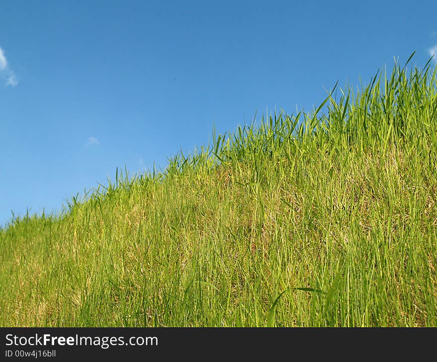 Green grass and the blue sky