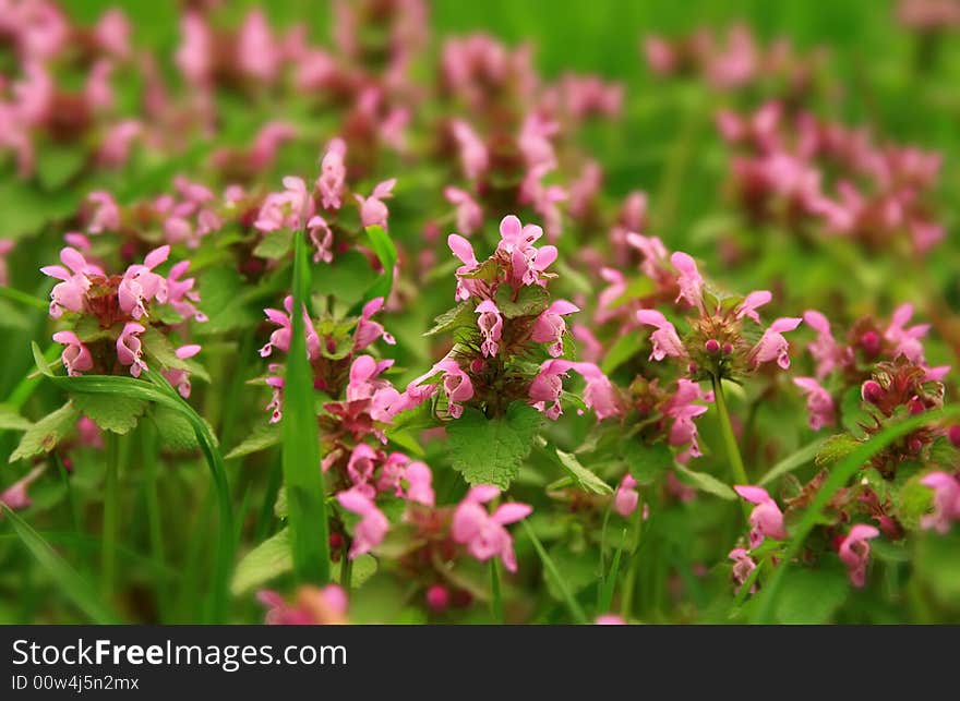 Series-spring flowers and trees