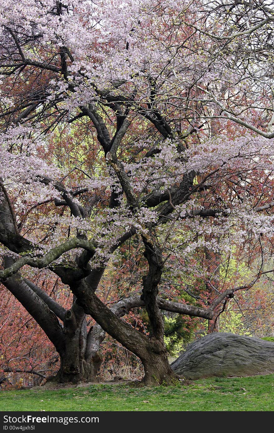 Early spring in central park New York City