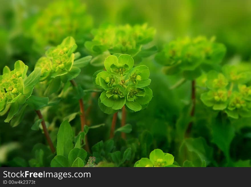 Photo of a green glade with a young grass