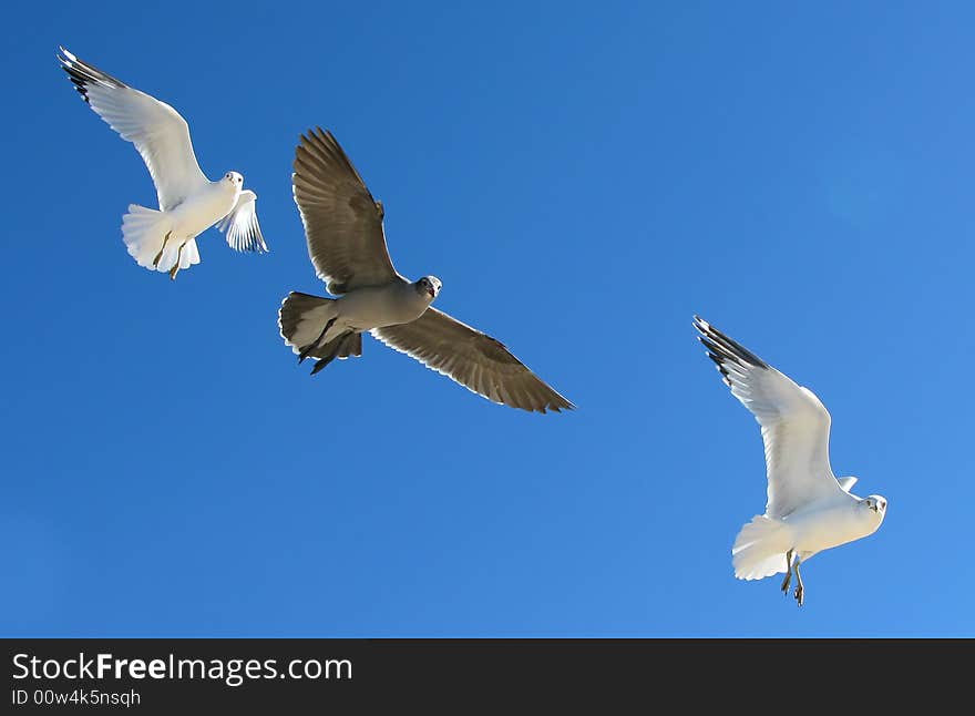 Three seagulls in flight against a vivid blue sky. Three seagulls in flight against a vivid blue sky