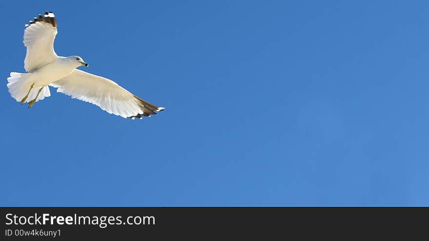 A lone seagull in flight against a vivid blue sky