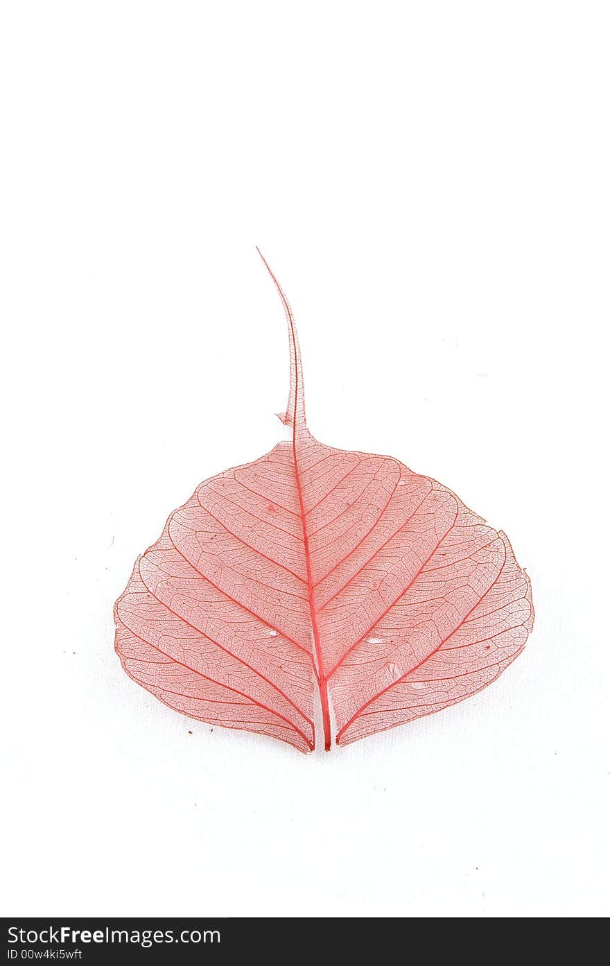 Red leaf isolated on a white background. Red leaf isolated on a white background