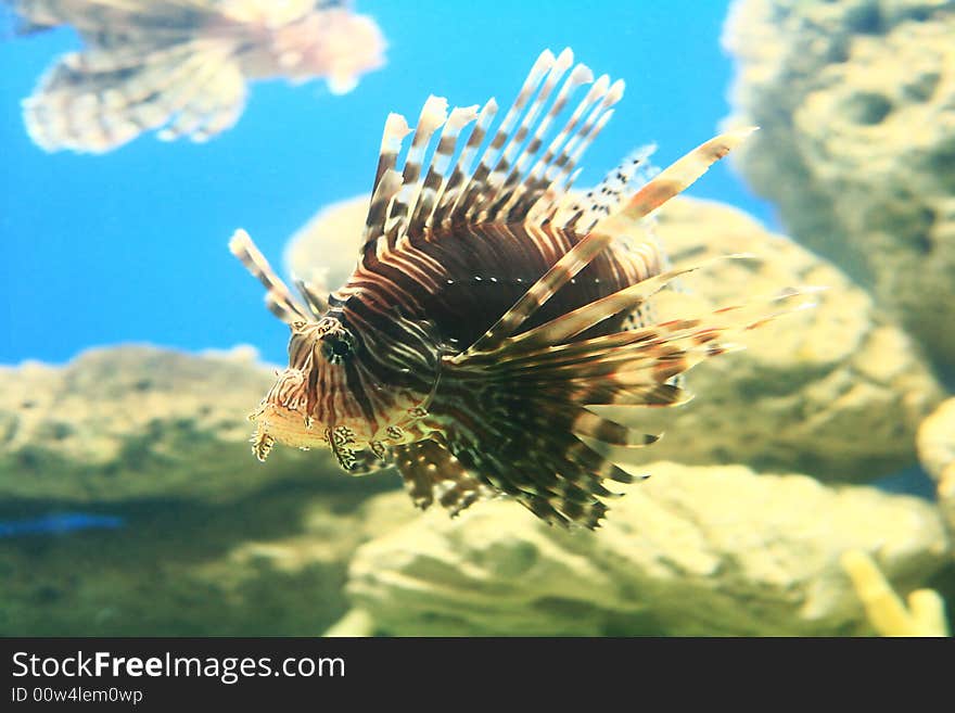 Lion fish