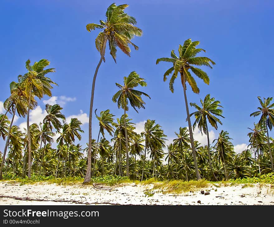 Palm trees lining the coast of a small tropical island.