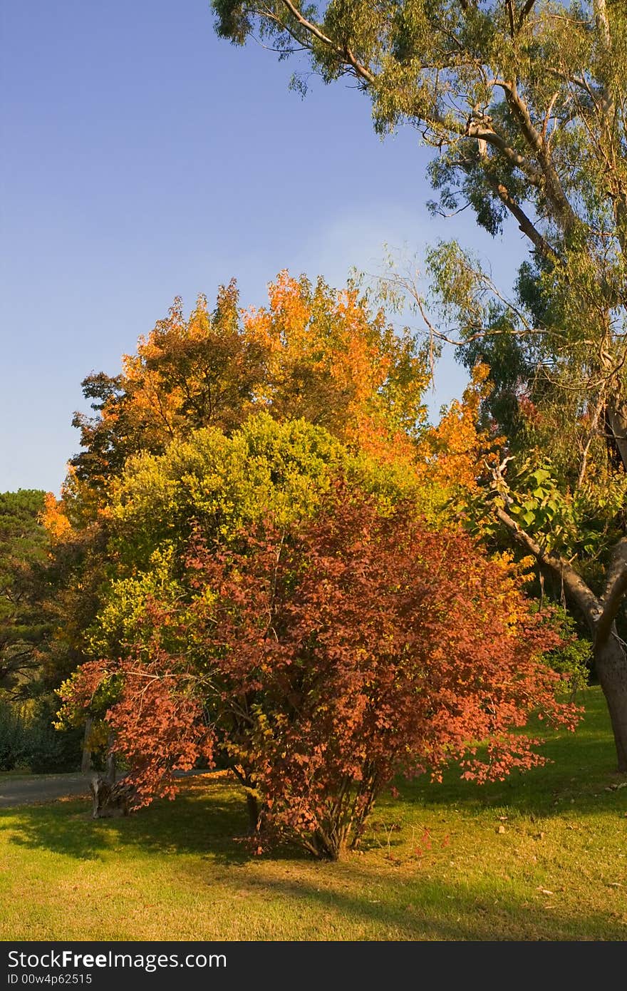 Beautiful autumn trees against blue cloudless sky