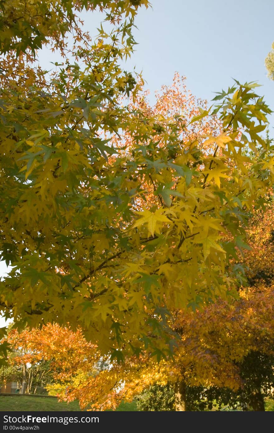 Beautiful autumn trees against blue cloudless sky. Beautiful autumn trees against blue cloudless sky