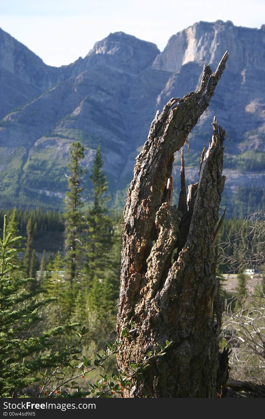 The twisted and shattered trunk of a dead tree at the Mistaya Howse confluence in the Alberta Rockies. The twisted and shattered trunk of a dead tree at the Mistaya Howse confluence in the Alberta Rockies