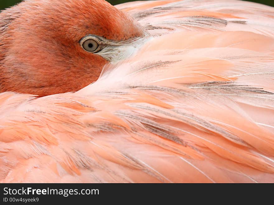 Flamingo young sleeping pink feather tropical bird. Flamingo young sleeping pink feather tropical bird