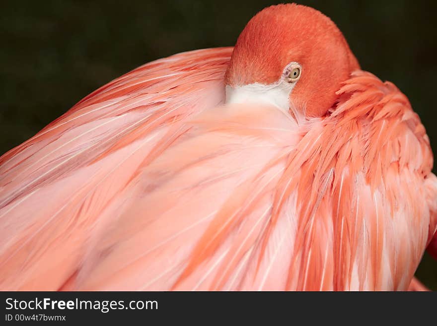 Flamingo beautiful bird tropical jungle pink feather