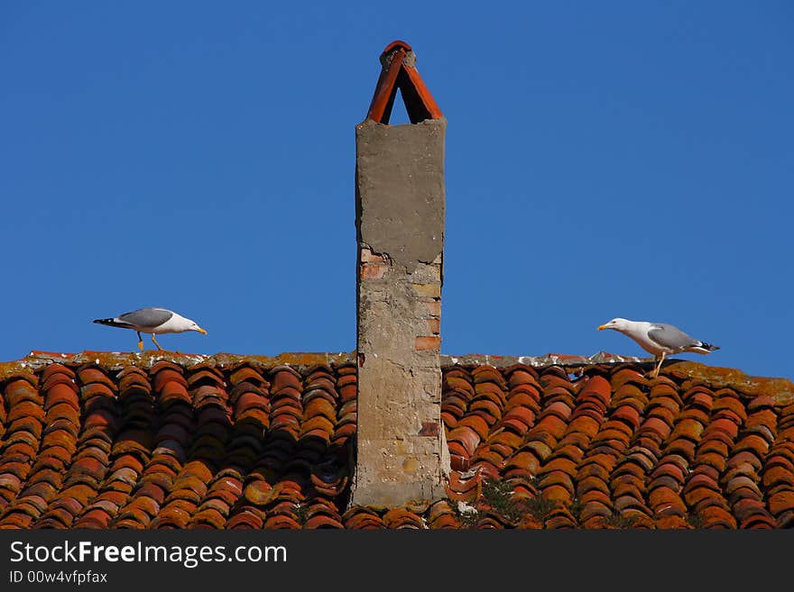 Two gulls contest territory on a tiled roof. Two gulls contest territory on a tiled roof