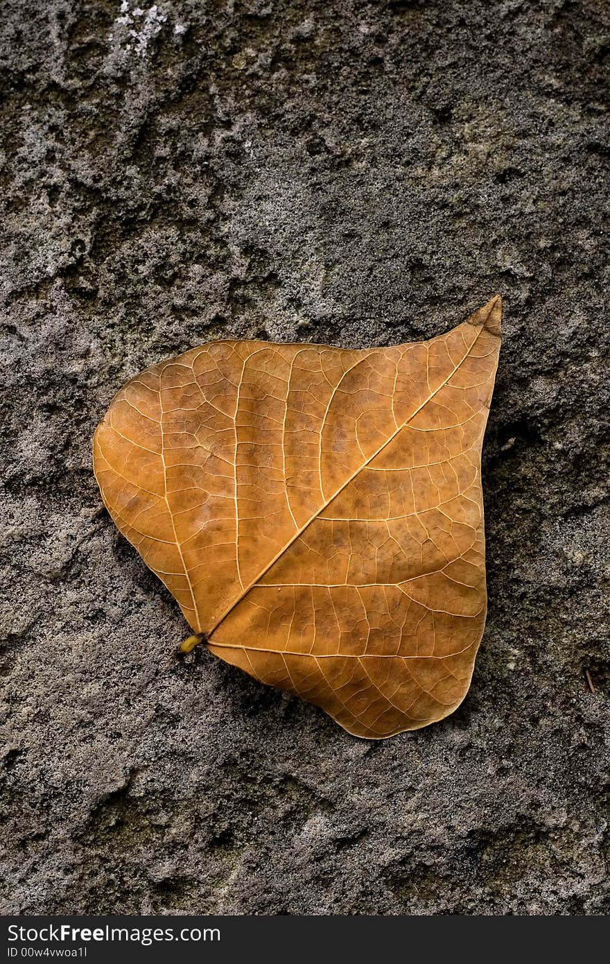 Single solitary autumn leaf fallen to the ground. Single solitary autumn leaf fallen to the ground.