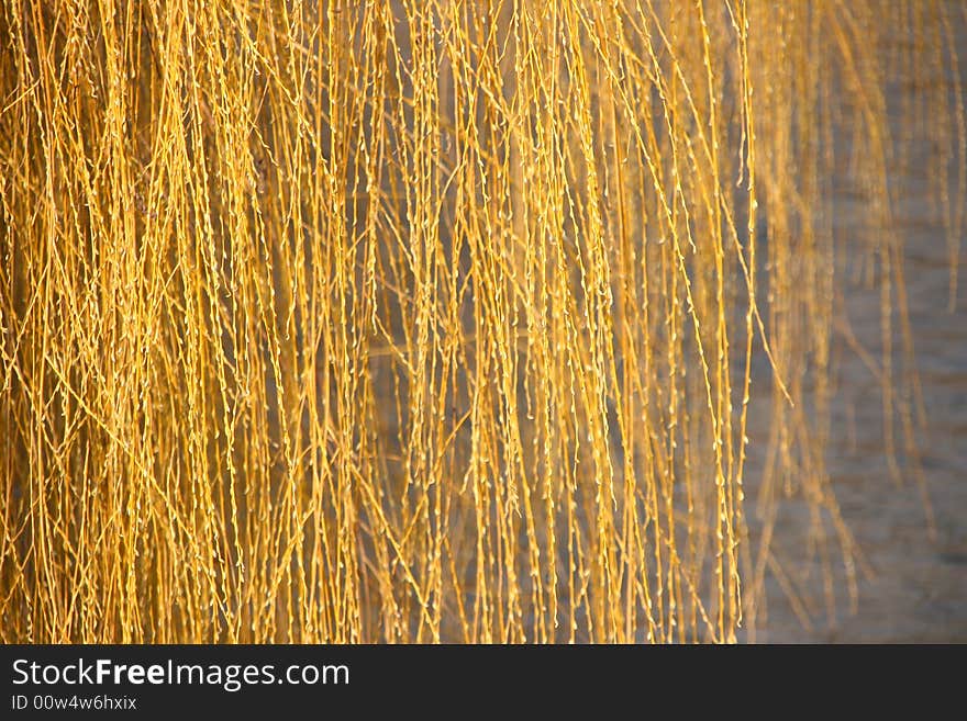 Weeping Willow