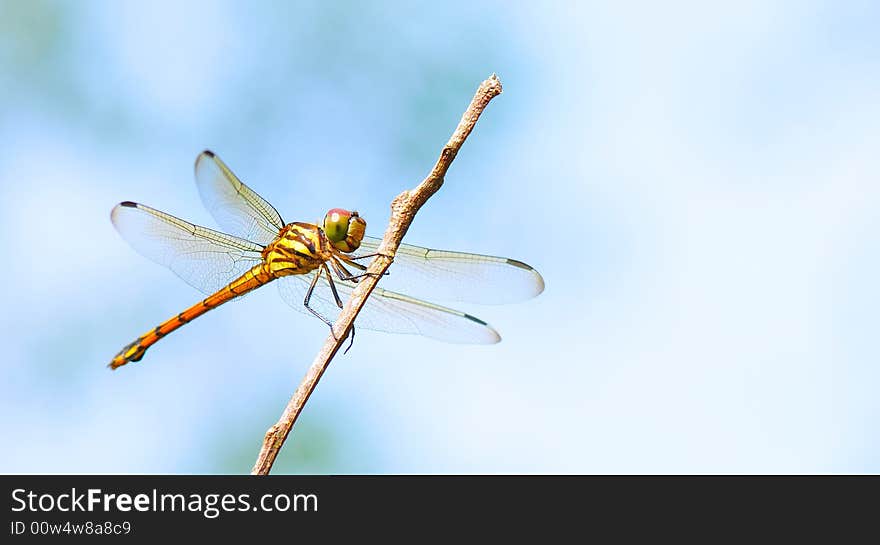 Orange Stripes Dragonfly