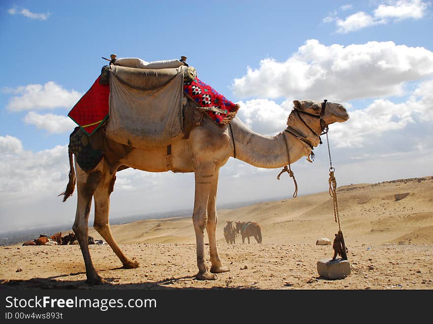 Camel in the egyption desert. Camel in the egyption desert