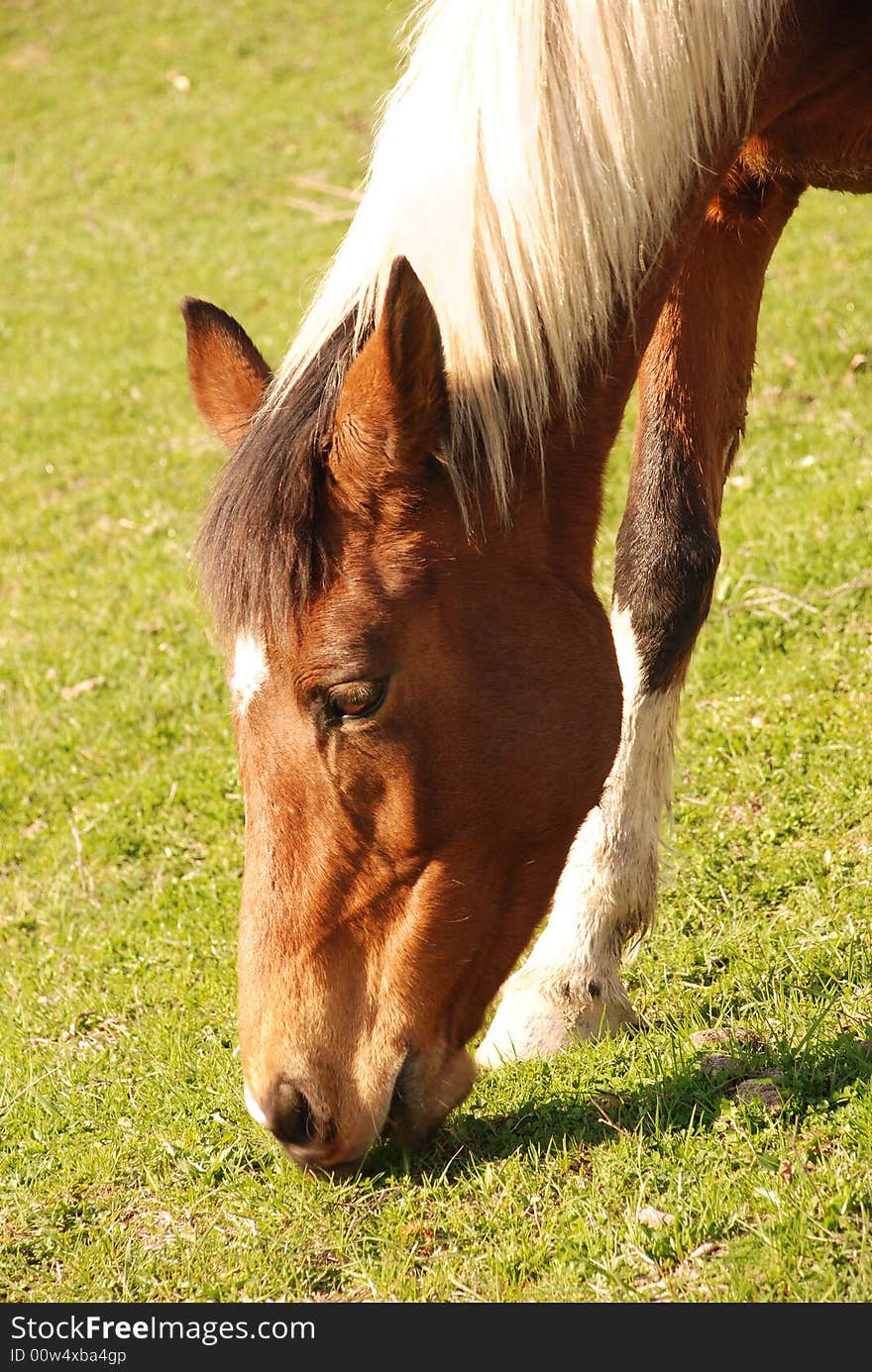 Horses in a field in mountains.