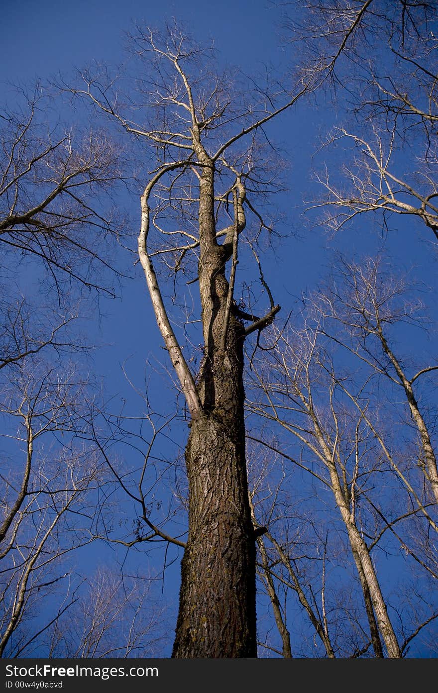 Leafless willow tree with bright blue sky