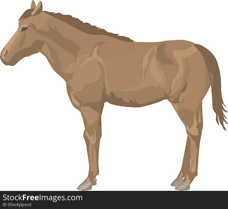 Horse