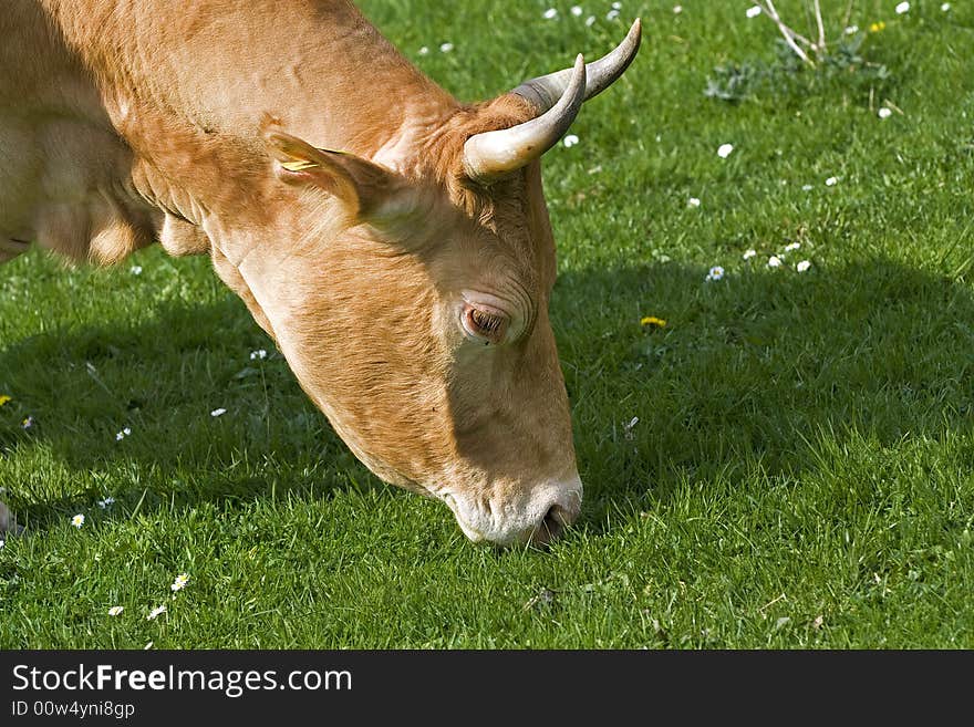 Shot of a yellow-brown and white cow