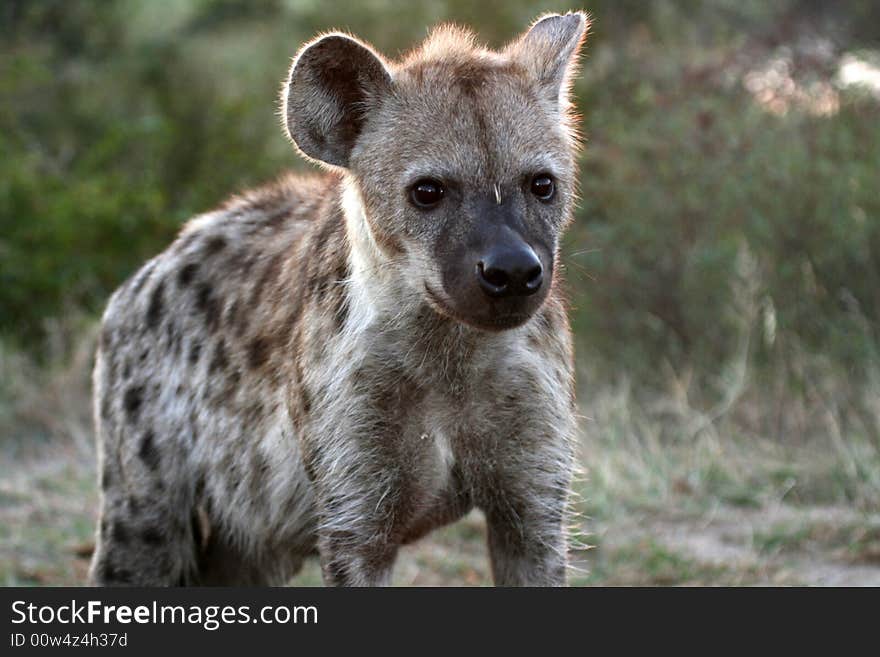 Hyena on Patroling his teritory in the early moring. Hyena on Patroling his teritory in the early moring.