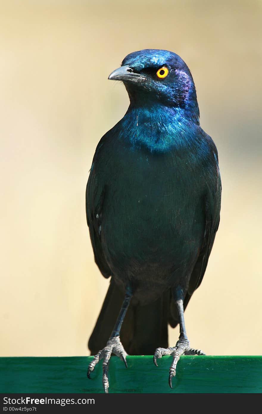 Glossy Starling Purched on Pole