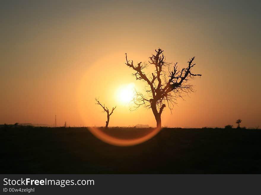 Tree's silhouette in golden sun-glow. Tree's silhouette in golden sun-glow