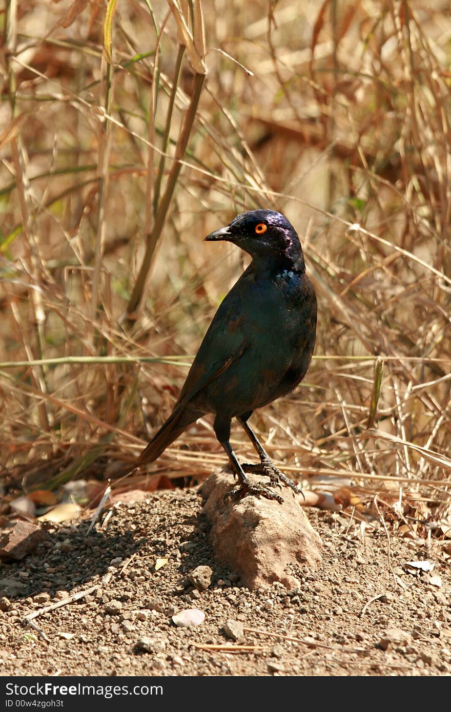 Glossy Starling on Rock