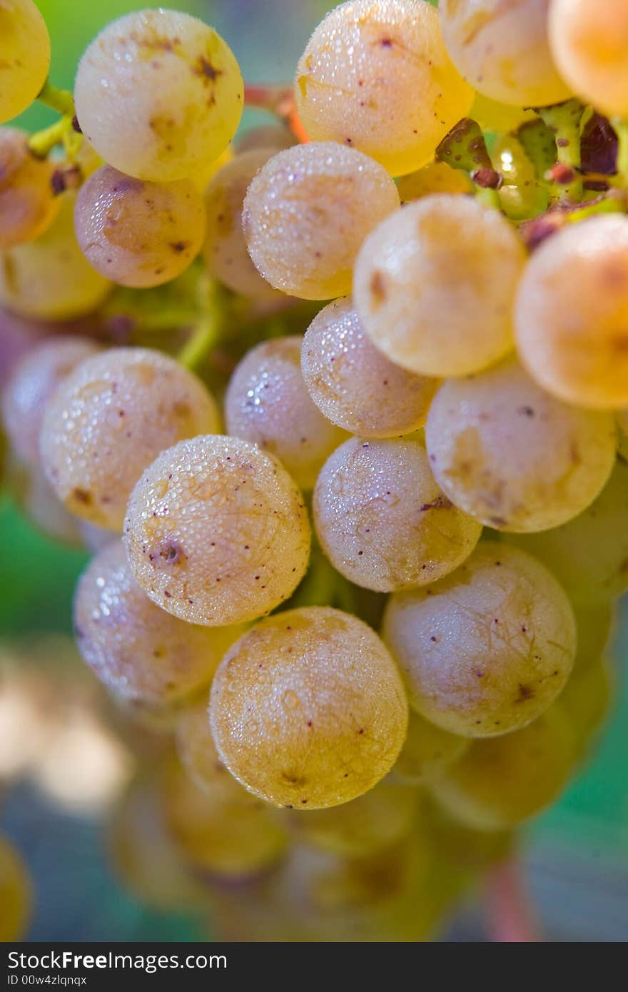 Dew on Grapes