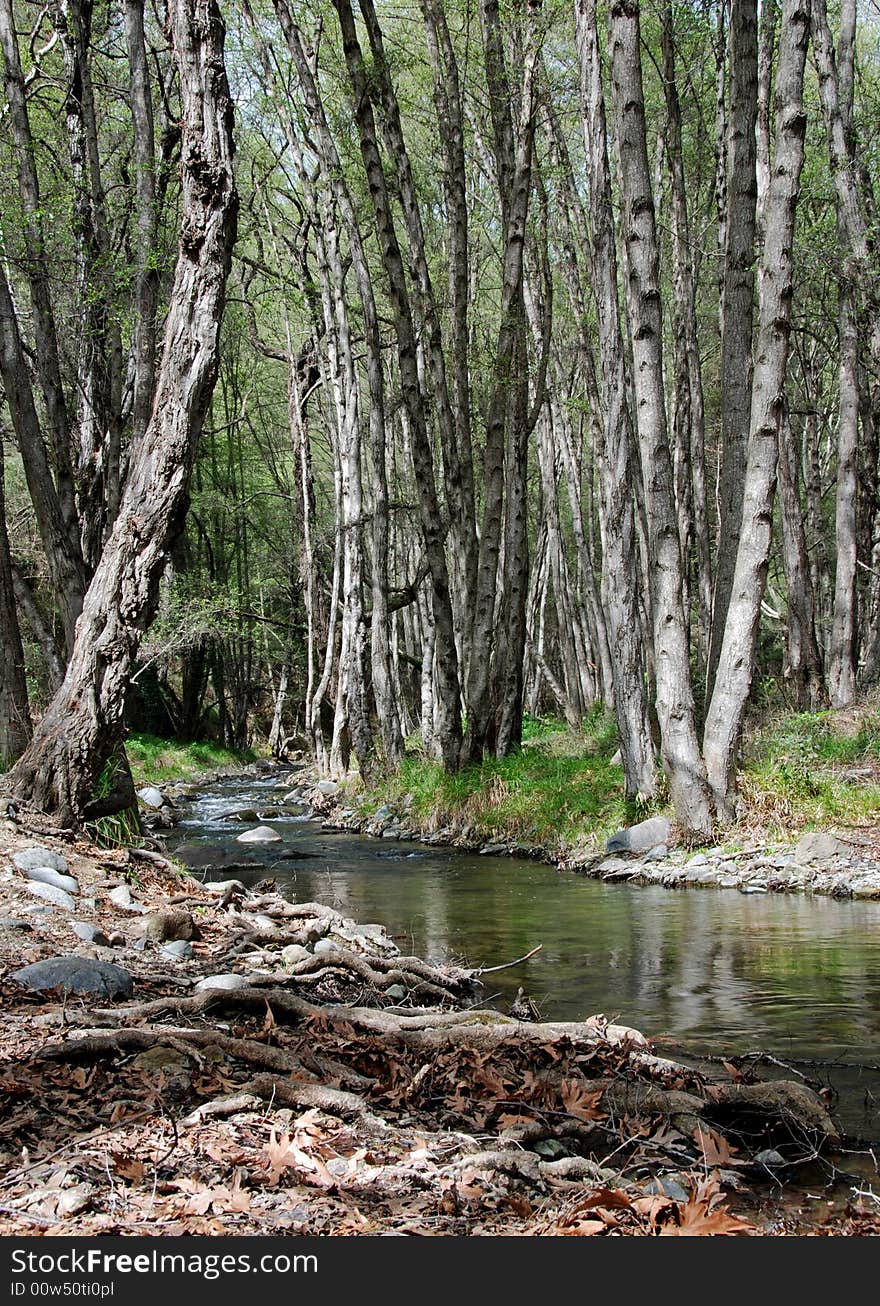 Stream in the forest from Cyprus nature.l