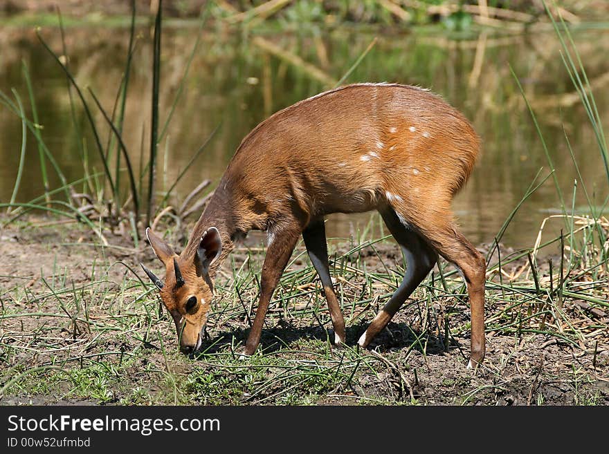 Young Bushbuck Ram