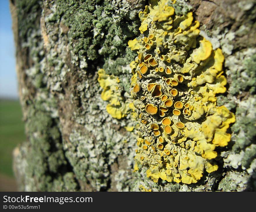 Growth on a tree