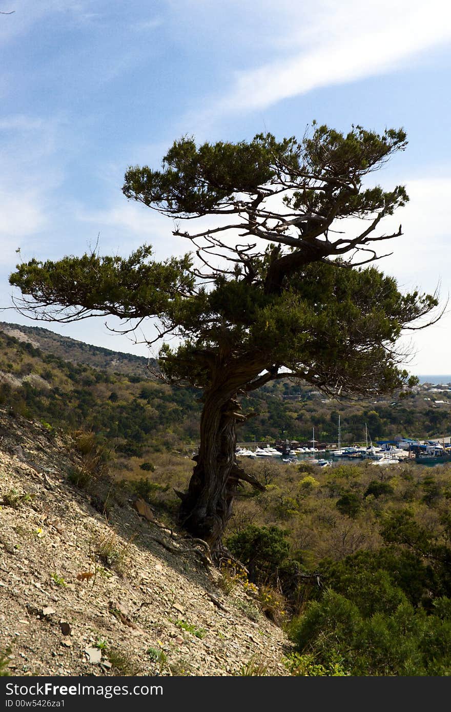 Relic pine in the mountains