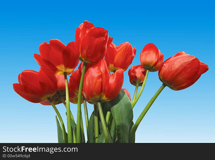 Tulips On Blue