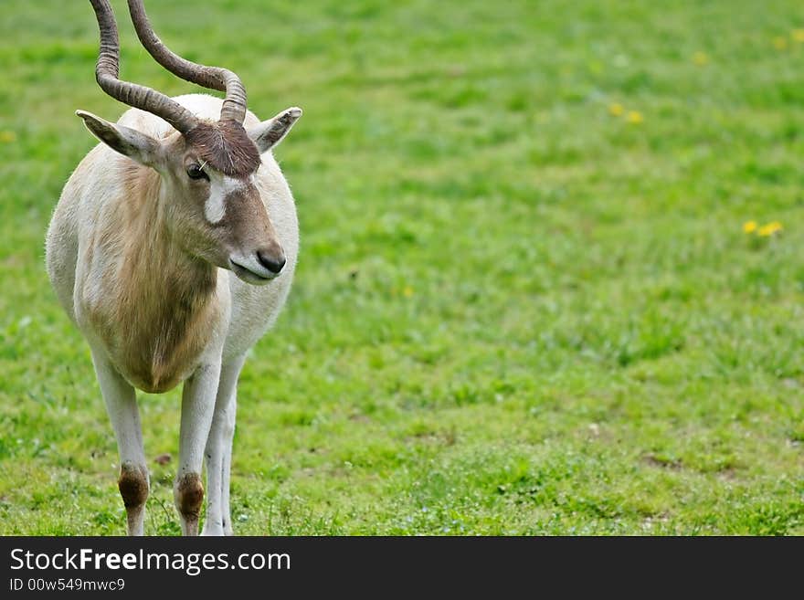 Antelope on meadow