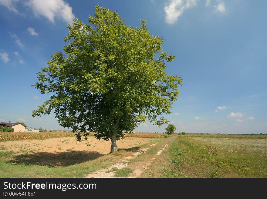 Path leading next to tree. Path leading next to tree