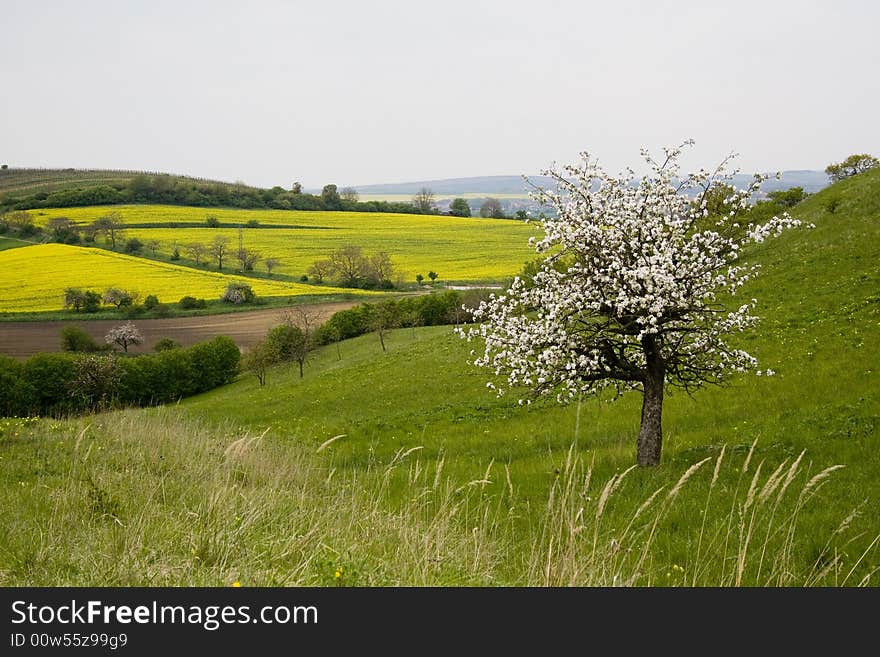 Blossoming tree in spring in rural scenery