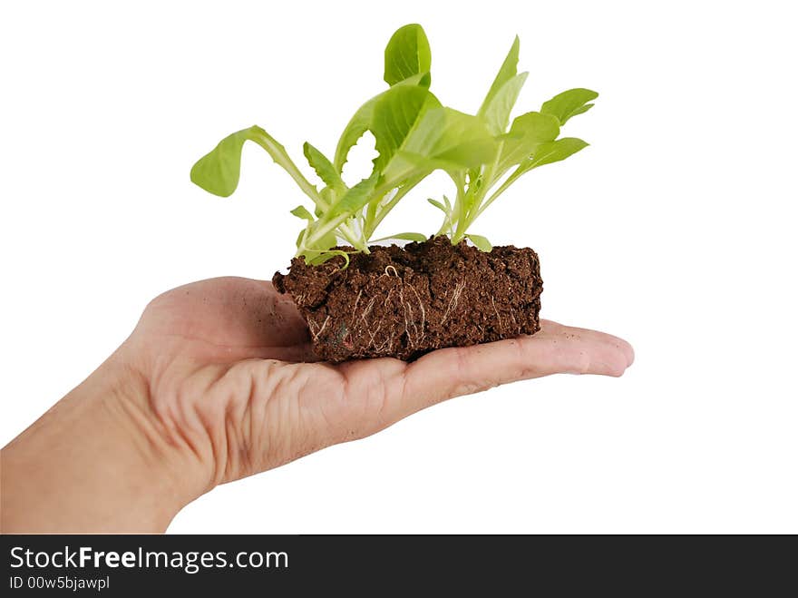 Growing green plant in a hand isolated by white