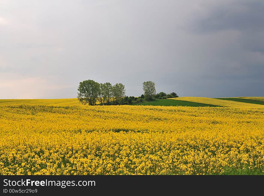 Yellow rape seed field