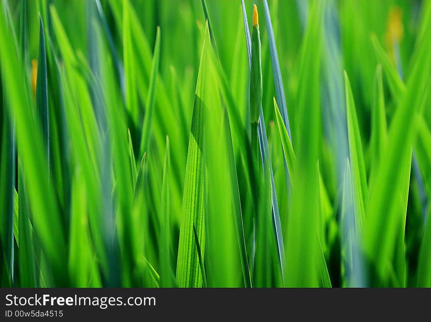 Closeup of fresh green grass. Closeup of fresh green grass