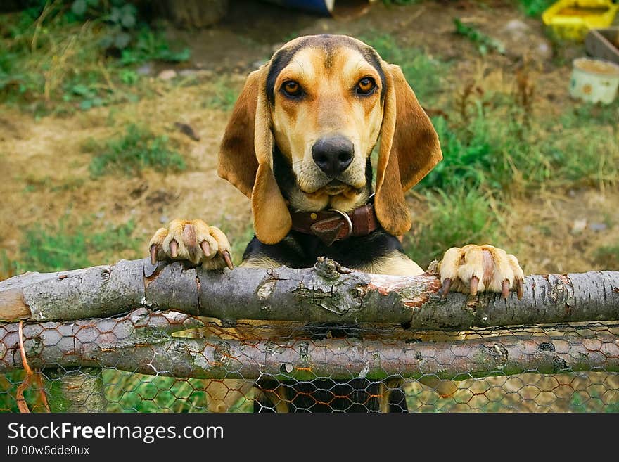 Dog looking at the fence. Dog looking at the fence.