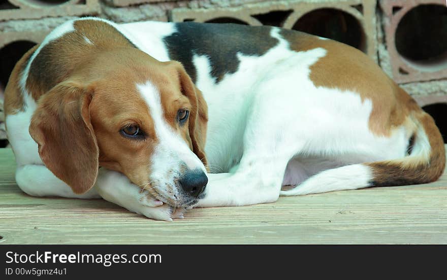 Beagle dog