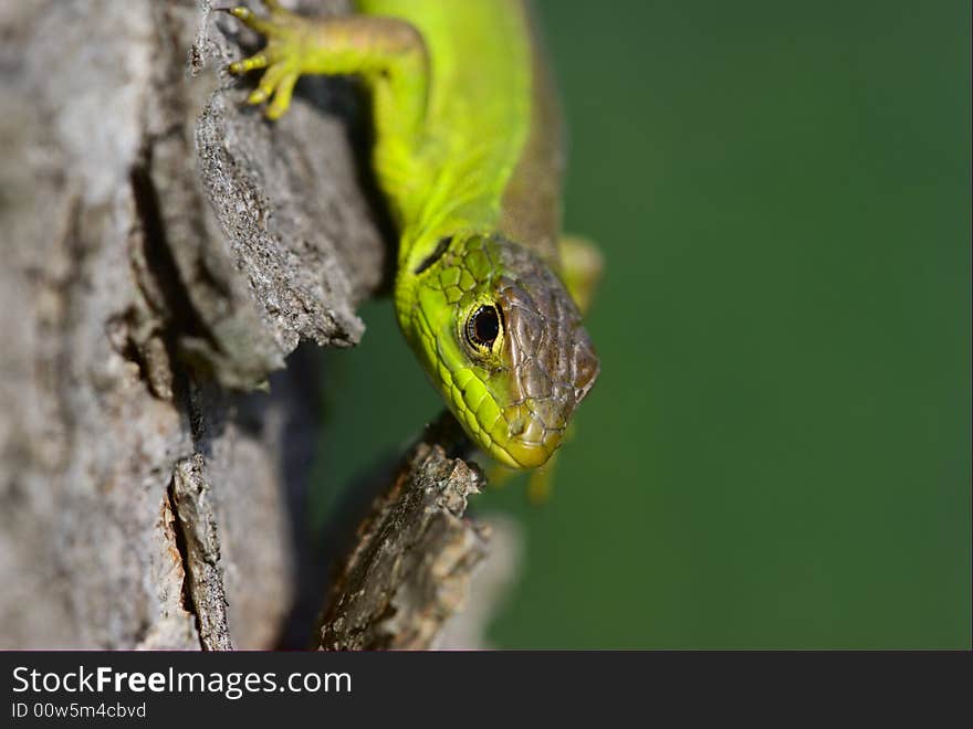 European green lizard on the bark of a tree